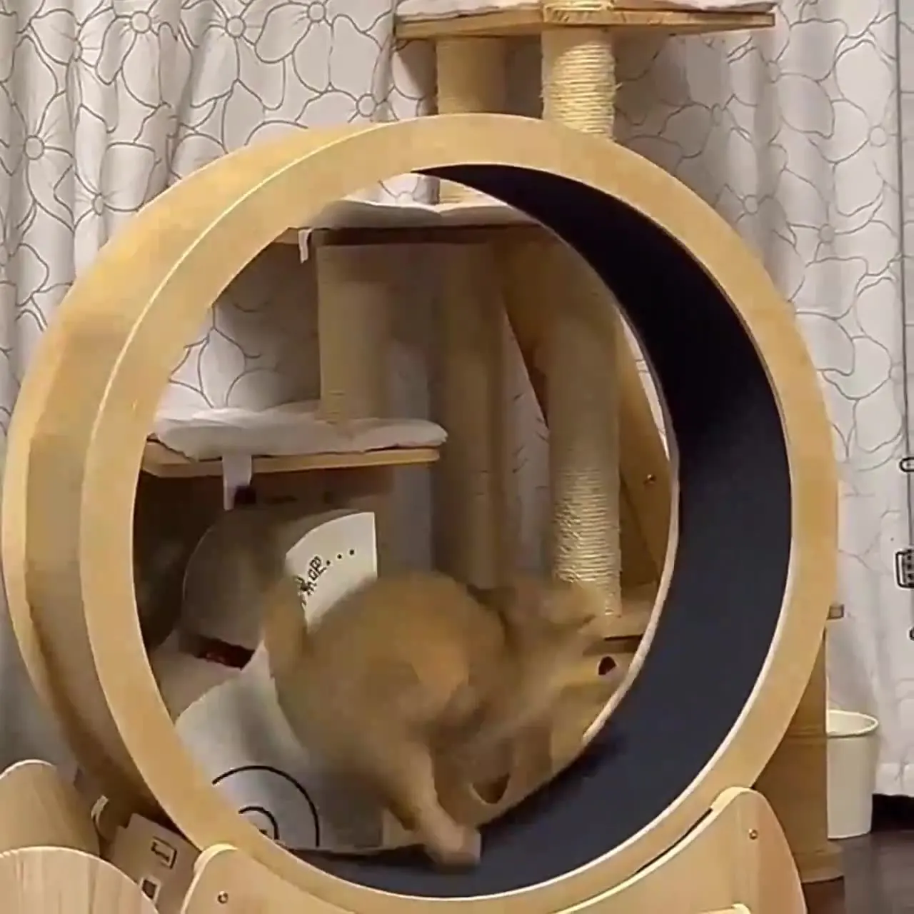ล้อวิ่งออกกำลังกายสำหรับแมว ขอ - Interactive Cat Toy บทวิจารณ์และราคา